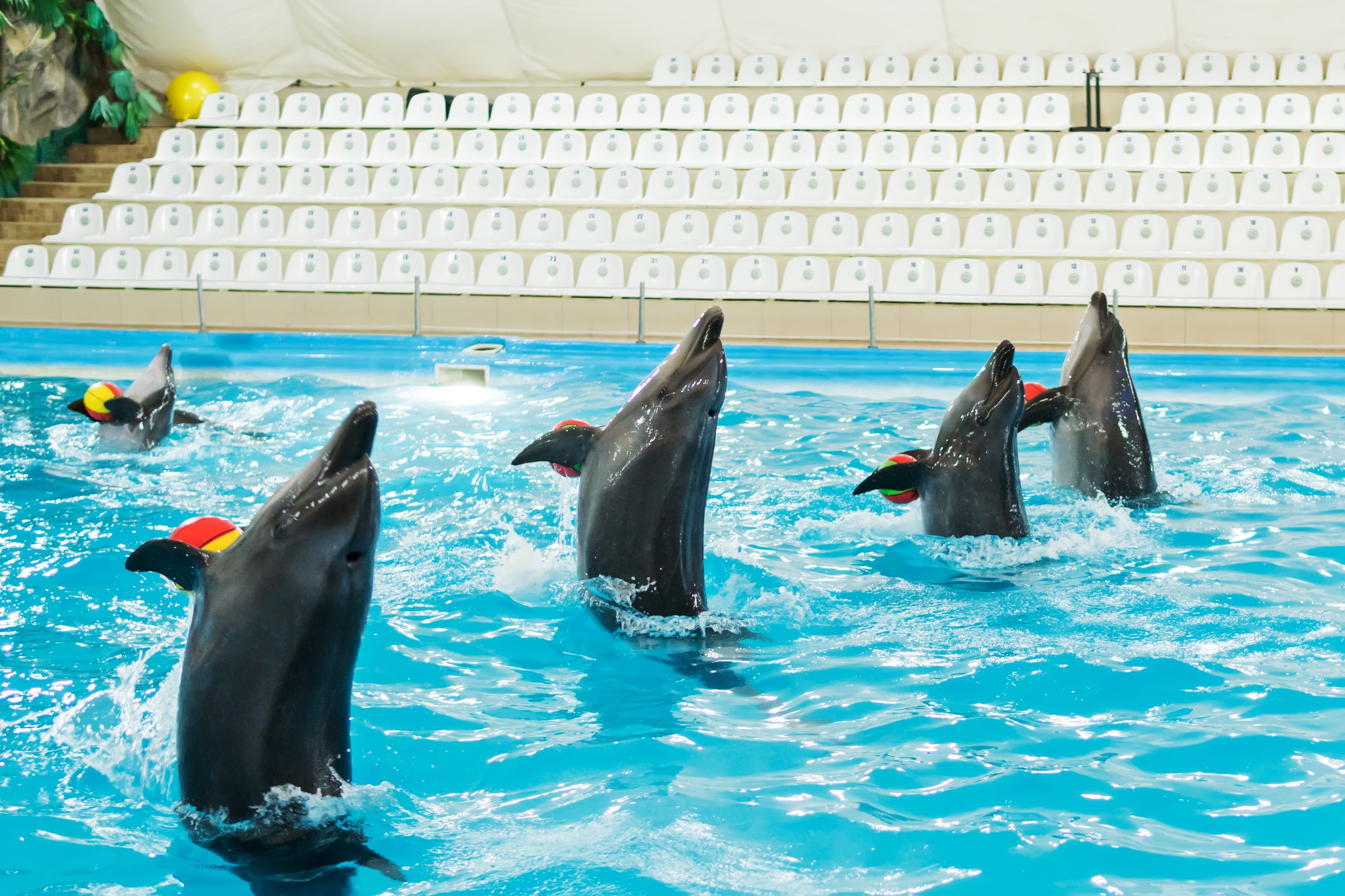 Dolphin Show Dubai